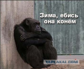 Светлые лица баранов, ведомых на бойню