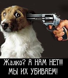 Терпение лопнуло: жители Петербурга, устроили расправу над догхантерами