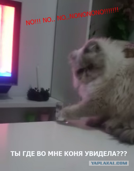Вредный кот.