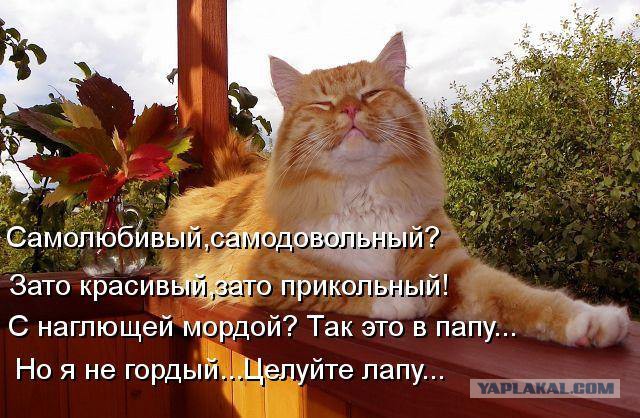 Колония рыжих под Барнаулом