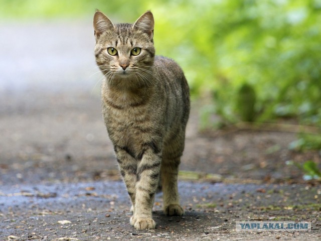 Хоть и не котовторник