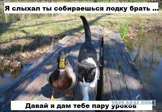 Один день из жизни кошачьей семьи.