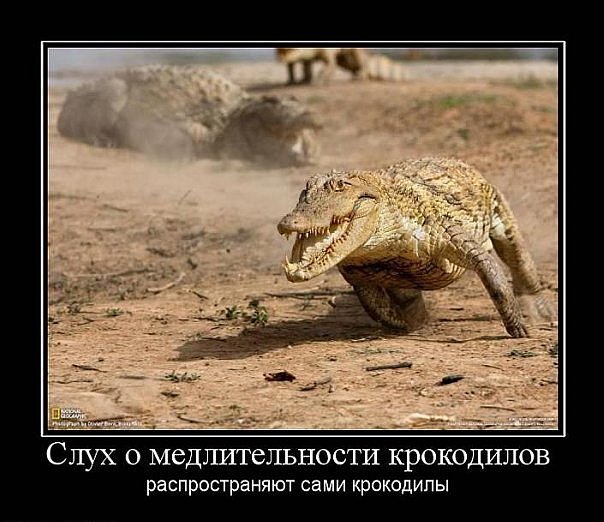 Я всегда думал, что они плавают