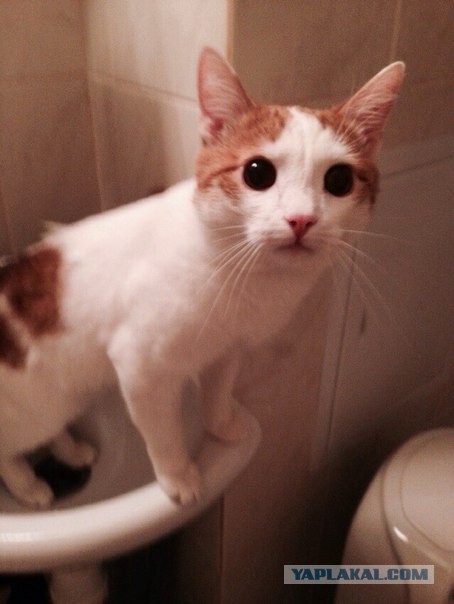 Котовторник 15-09-2015 !