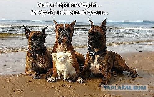 Очень добродушный песик сожрал хозяина