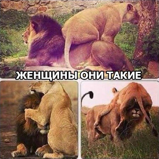 Немного юмора, заимствованного из сети