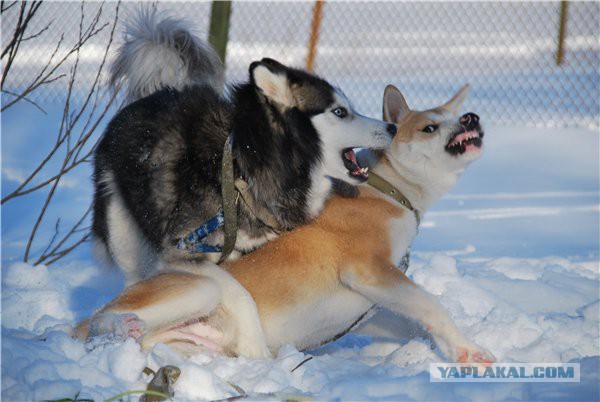 Собакочетверг же, ау!