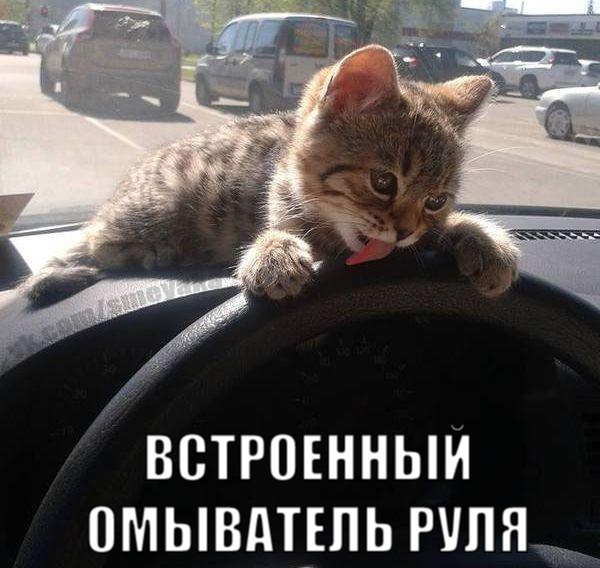 Картинки и демотиваторы