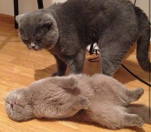 Коты, они - как люди!