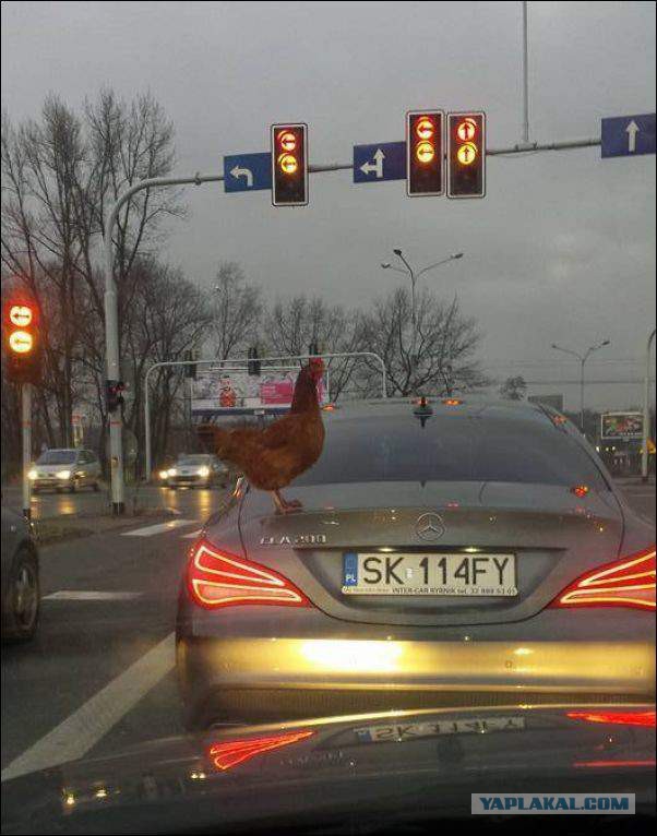 Автомобилисты - это хорошо!