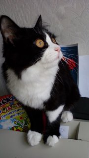 Котовторник 31.05.2016