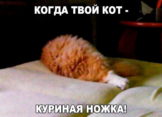 Прикольные животные