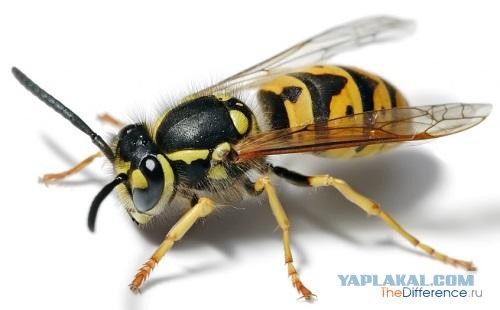 Чем отличается пчела от осы?