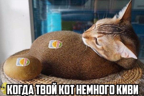 Прикольные животные
