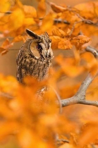 Прикольные животные