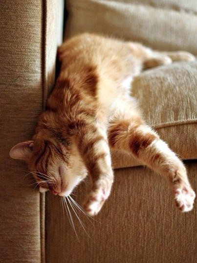 Коты из сети