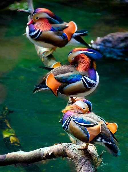 Самые смешные животные