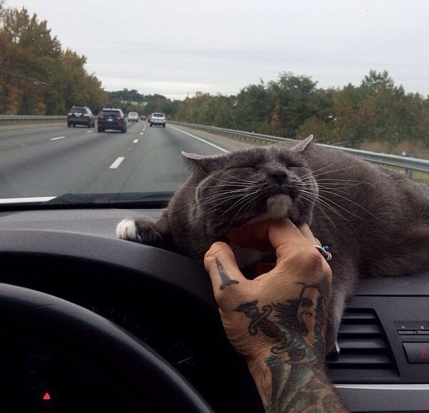 Коты из сети