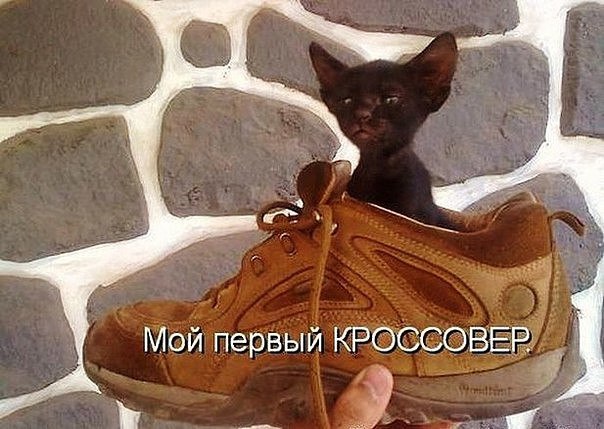 Подборка забавных животных