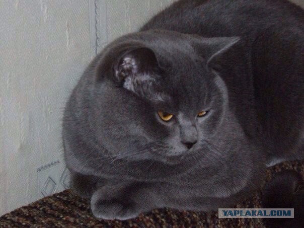 Топ 10 самых любимых и популярных пород кошек