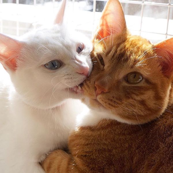 Коты и Кошки