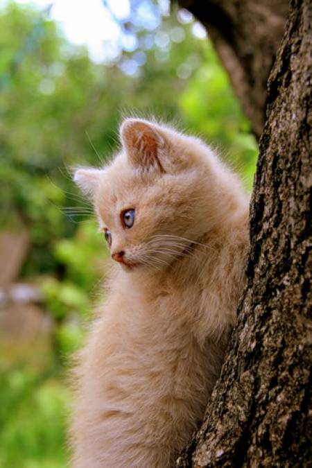 Коты и Кошки