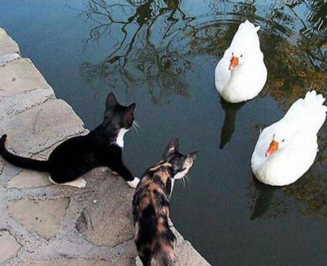 Коты и Кошки
