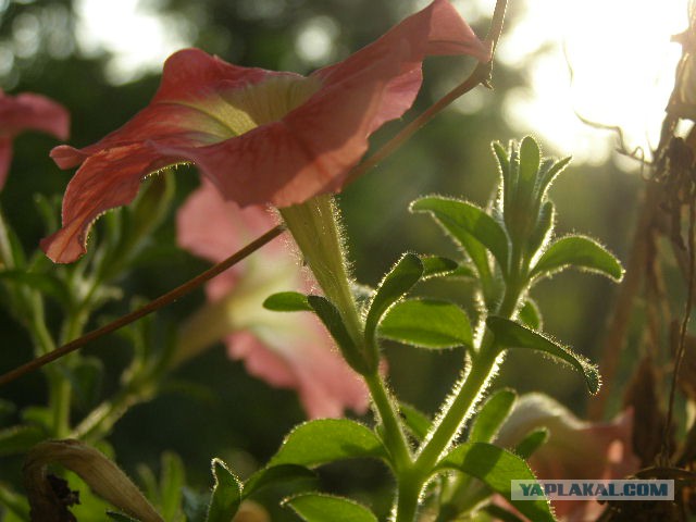 Просто Природа