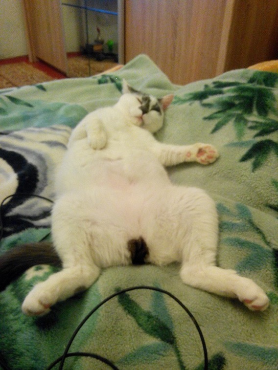 Котовторник 20.02.18