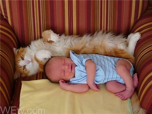 Прикольные коты на среду! ОЧЕНЬ МНОГО! Часть 2