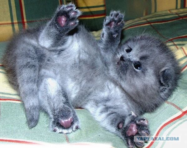 УРРААА ! Котовторник на ЯПлакалъ !