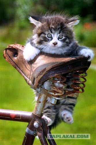 Lolcats - котовторник 33 лолокота!