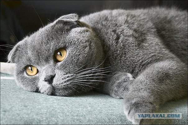 Последний котовторник августа