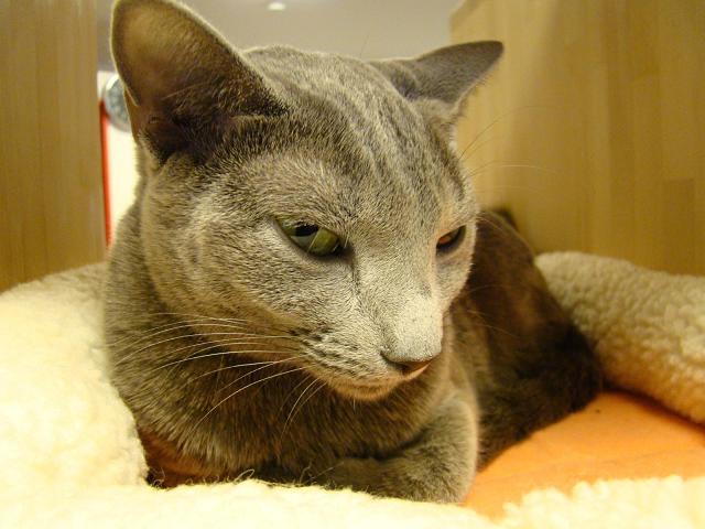 Котейкин вторник! Космический 12.04!