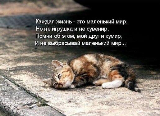 Прикольных котов пост