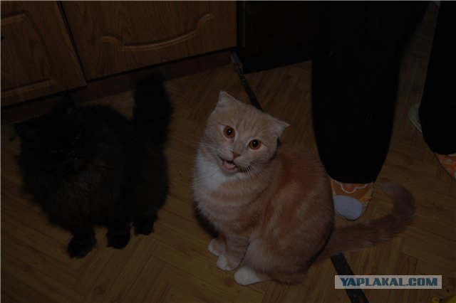 С котовторником !