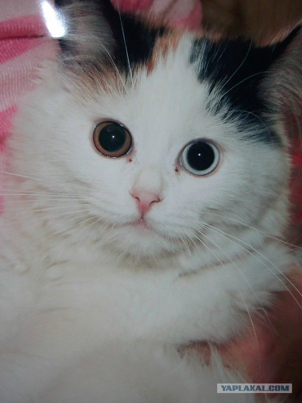 Котовторник!
