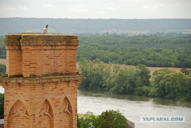 Голубь Иван
