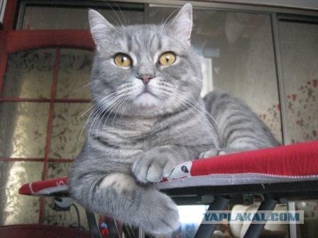 Котовторник 24.04.2012