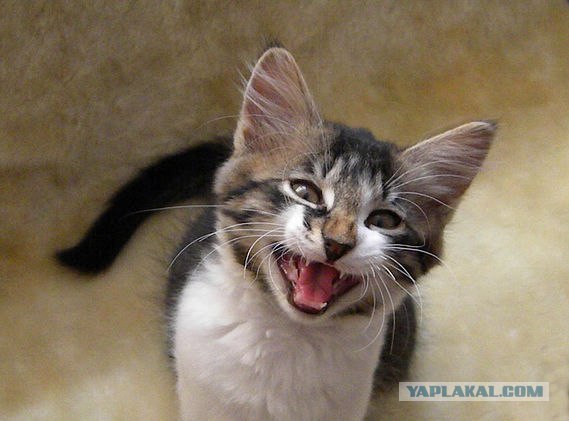 Котовторник (15.05.2012)