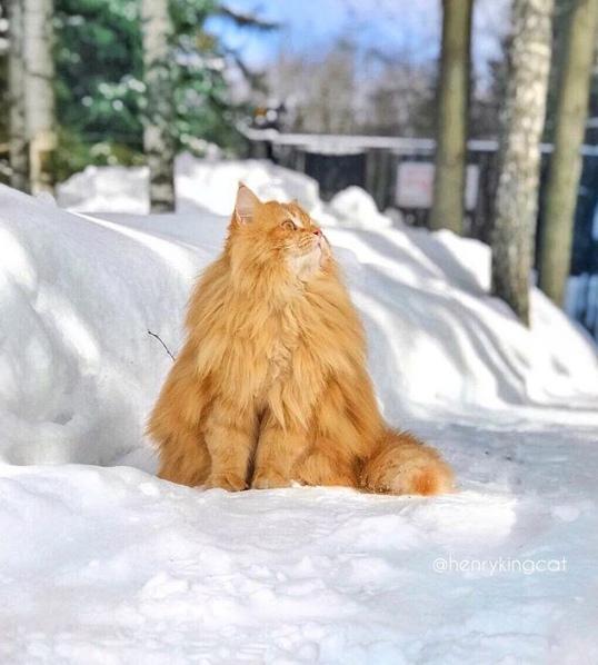 Прикольных котов пост