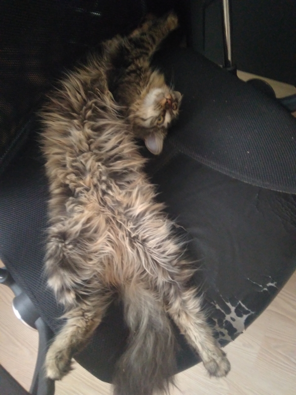 Котобелочка
