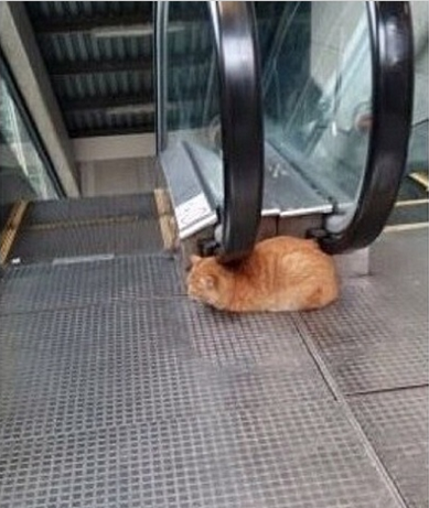 Кот в массажном салоне