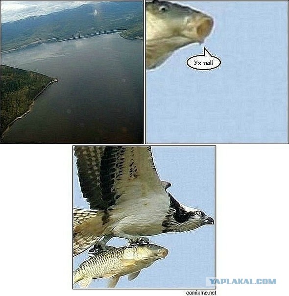 Хоть мир увидел