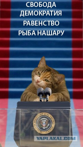 Фотожаба "Кот-коммерсант"