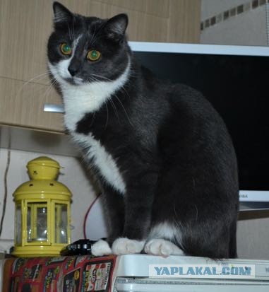 Кот из ниоткуда...