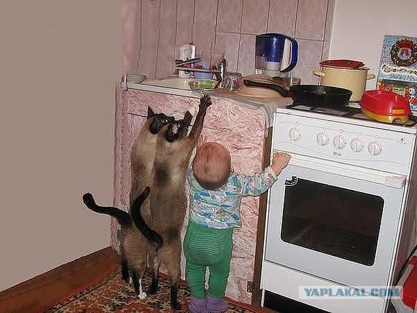 Банда "Пестрая кошка"
