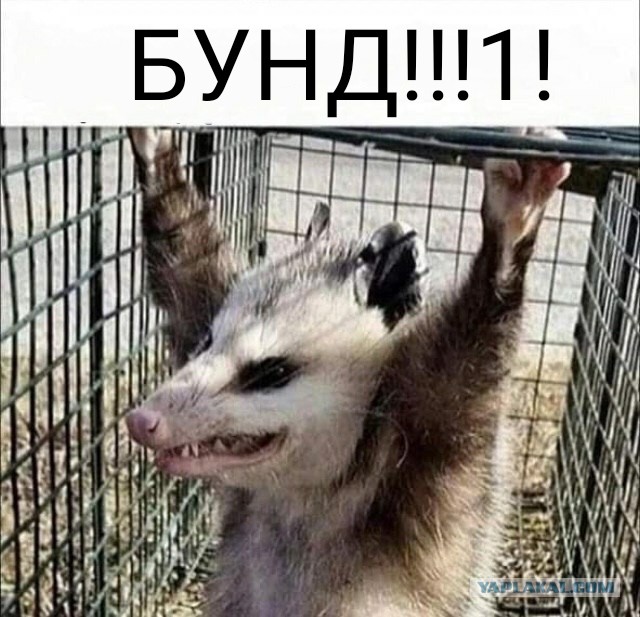 Работать за еду