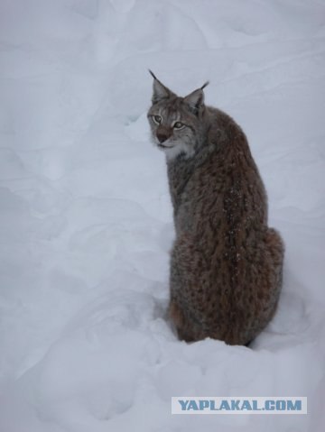 Мужики спасли рысь