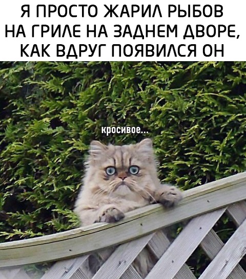 Картинки и мемы для настроения 09.08.2021